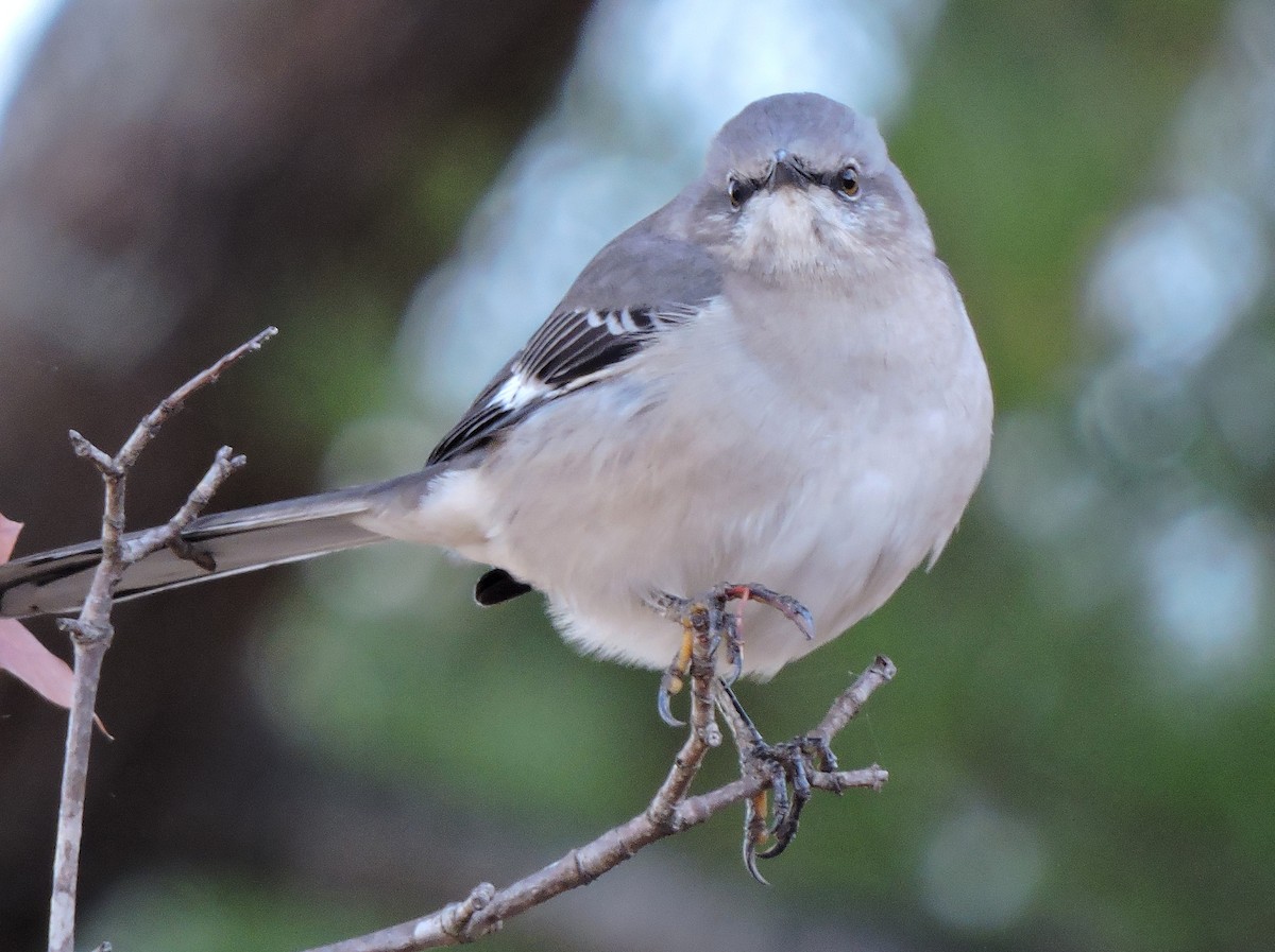 Northern Mockingbird - S. K.  Jones