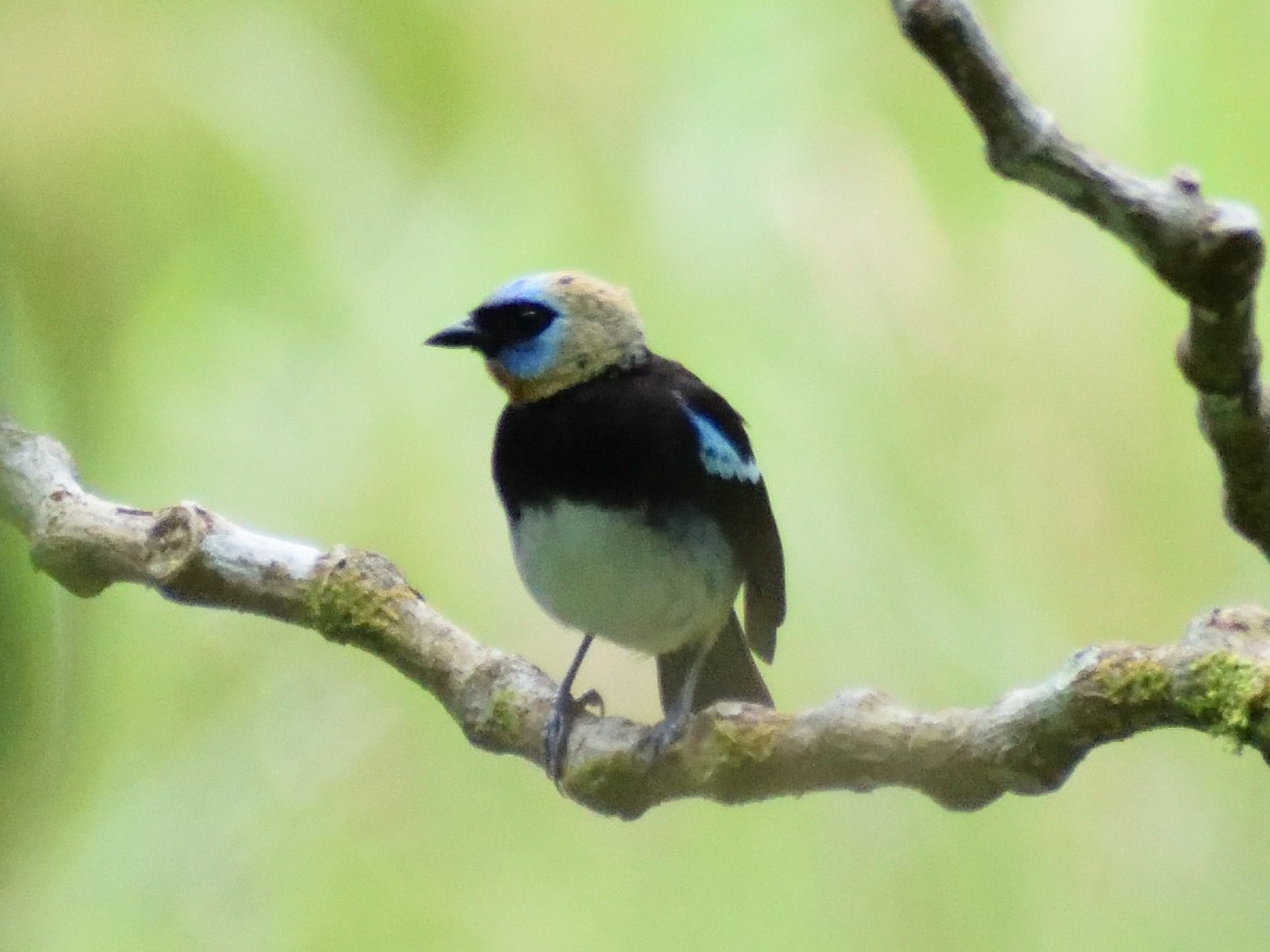 Golden-hooded Tanager - ML433028441