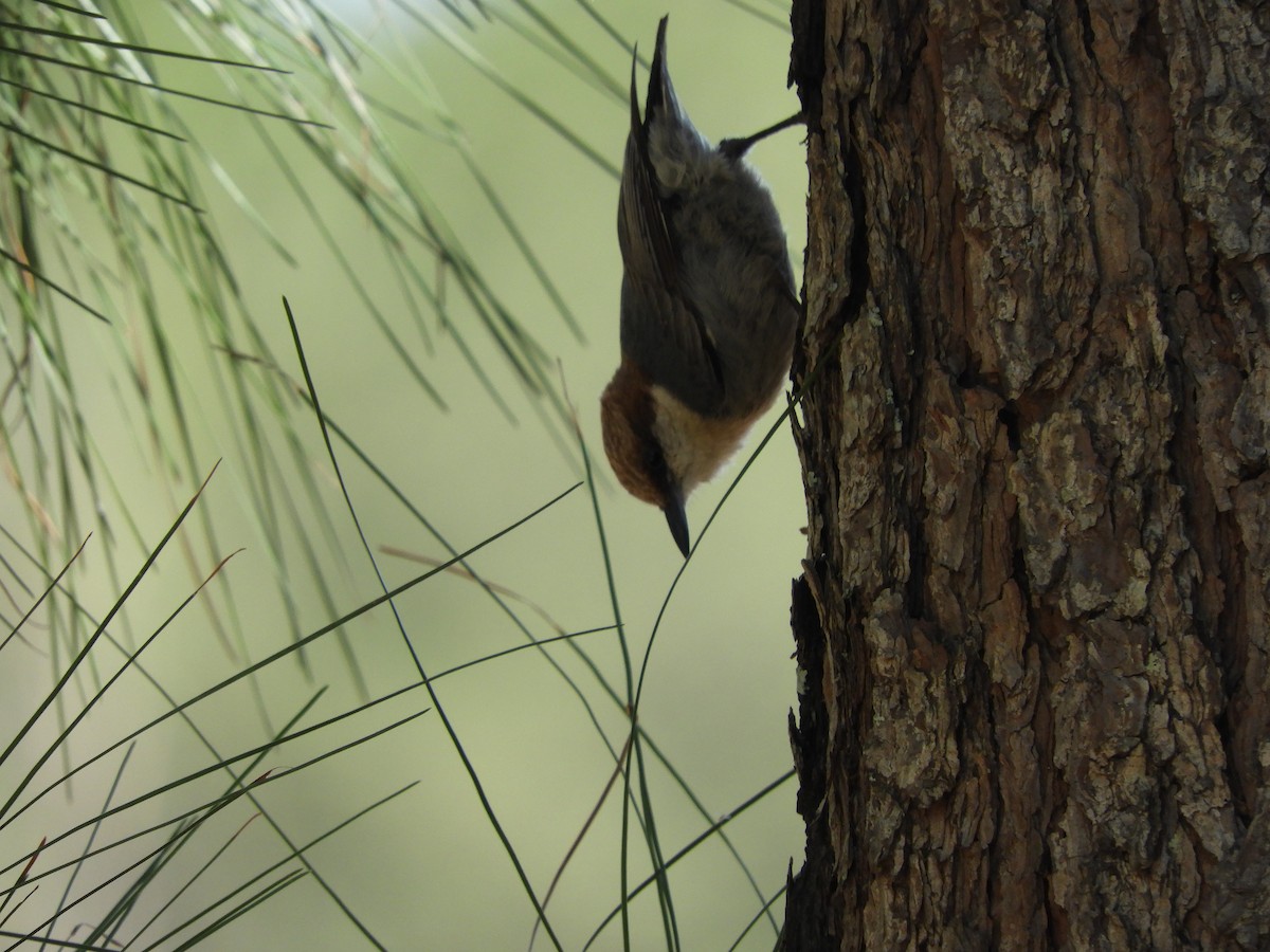 Brown-headed Nuthatch - ML433028641