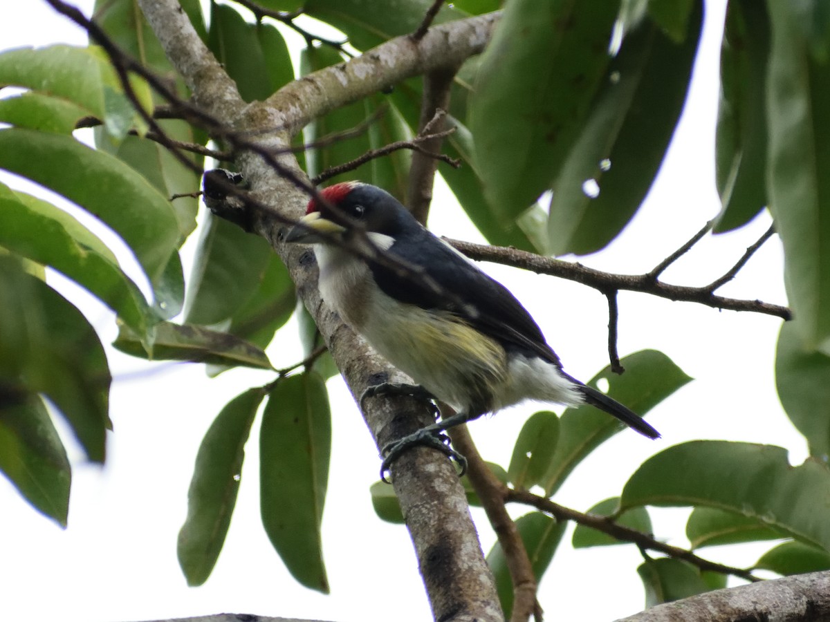 White-mantled Barbet - ML433029761