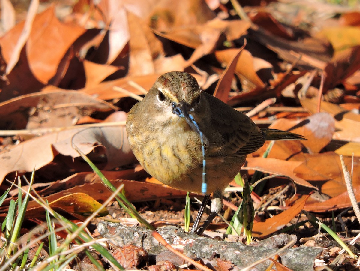 Palm Warbler - ML43302991