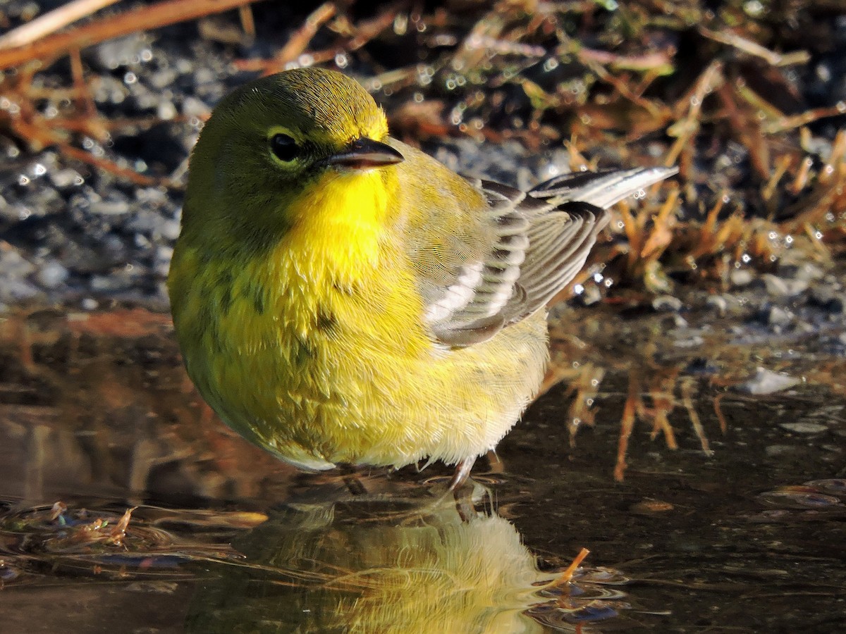 Pine Warbler - ML43303011