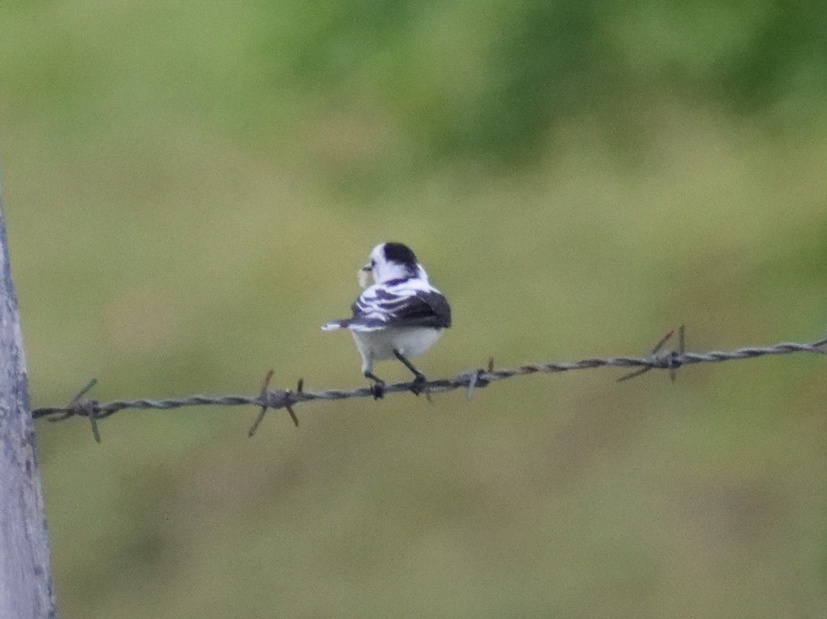 Pied Water-Tyrant - ML433030541