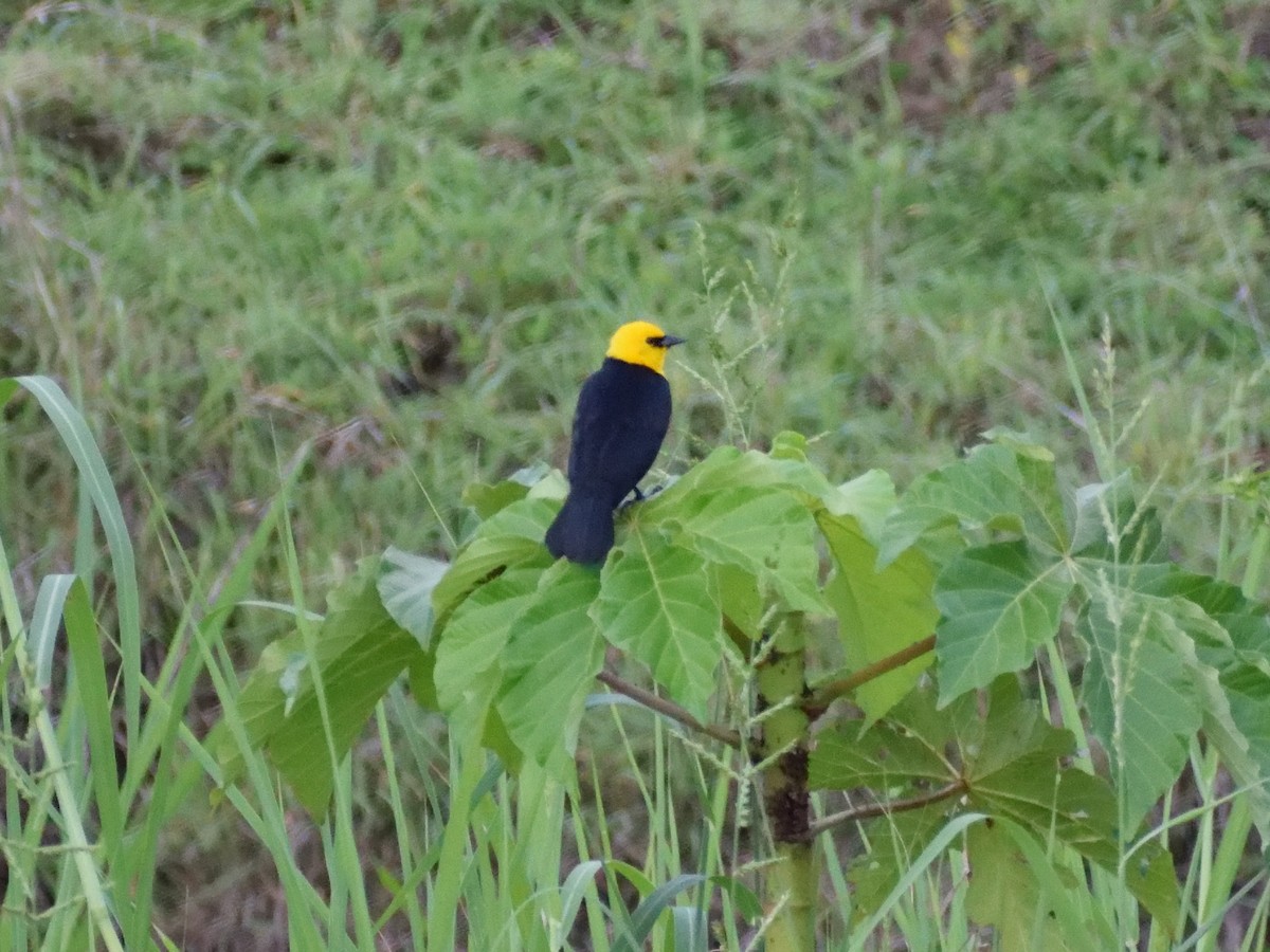 Yellow-hooded Blackbird - ML433030871