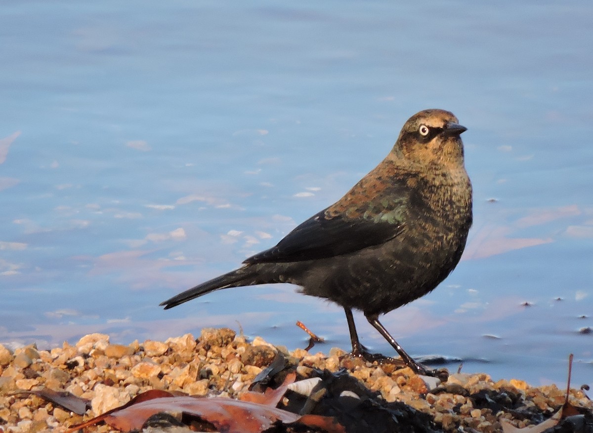 Rusty Blackbird - ML43303131