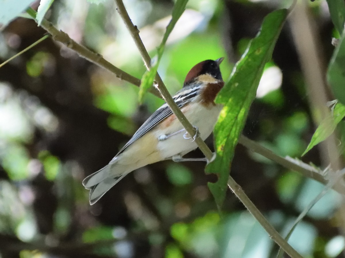 Bay-breasted Warbler - ML433031591