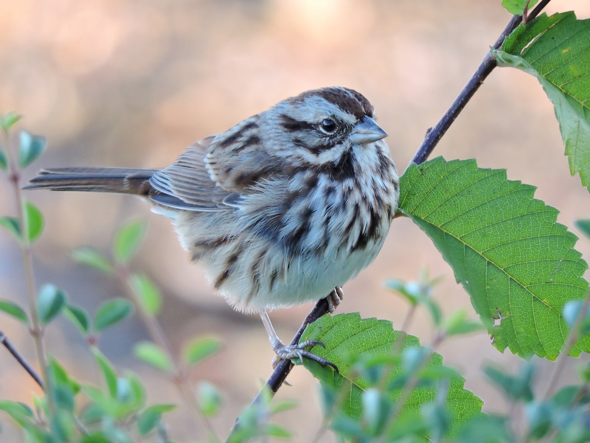 Song Sparrow - ML43303161