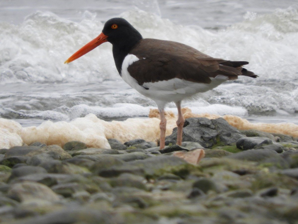 American Oystercatcher - ML433031741