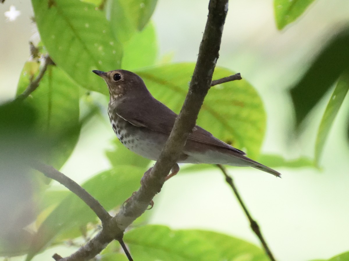 Swainson's Thrush - ML433031931