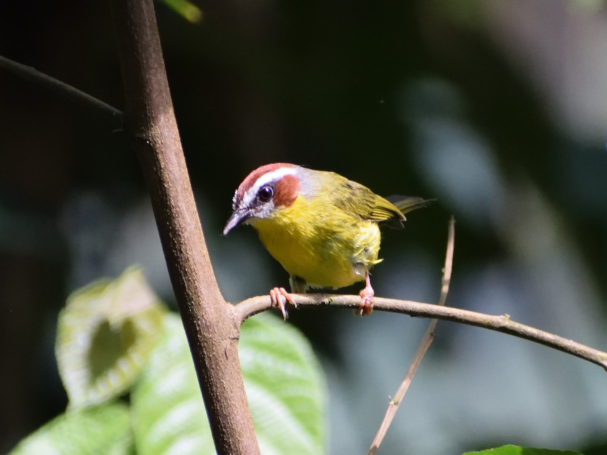 Chestnut-capped Warbler - ML433032181