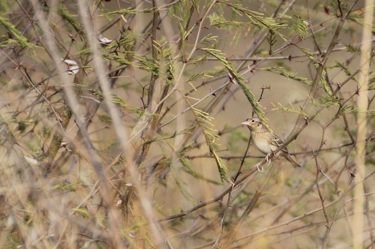 Grasshopper Sparrow - Michael Lester