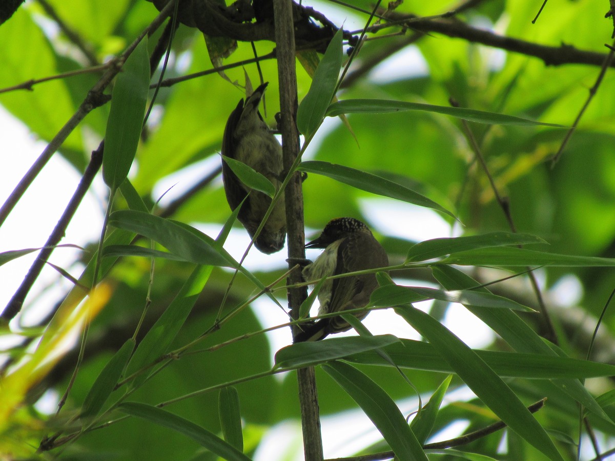 Grayish Piculet - ML433032351