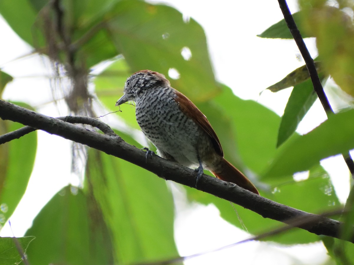 Bar-crested Antshrike - ML433032591