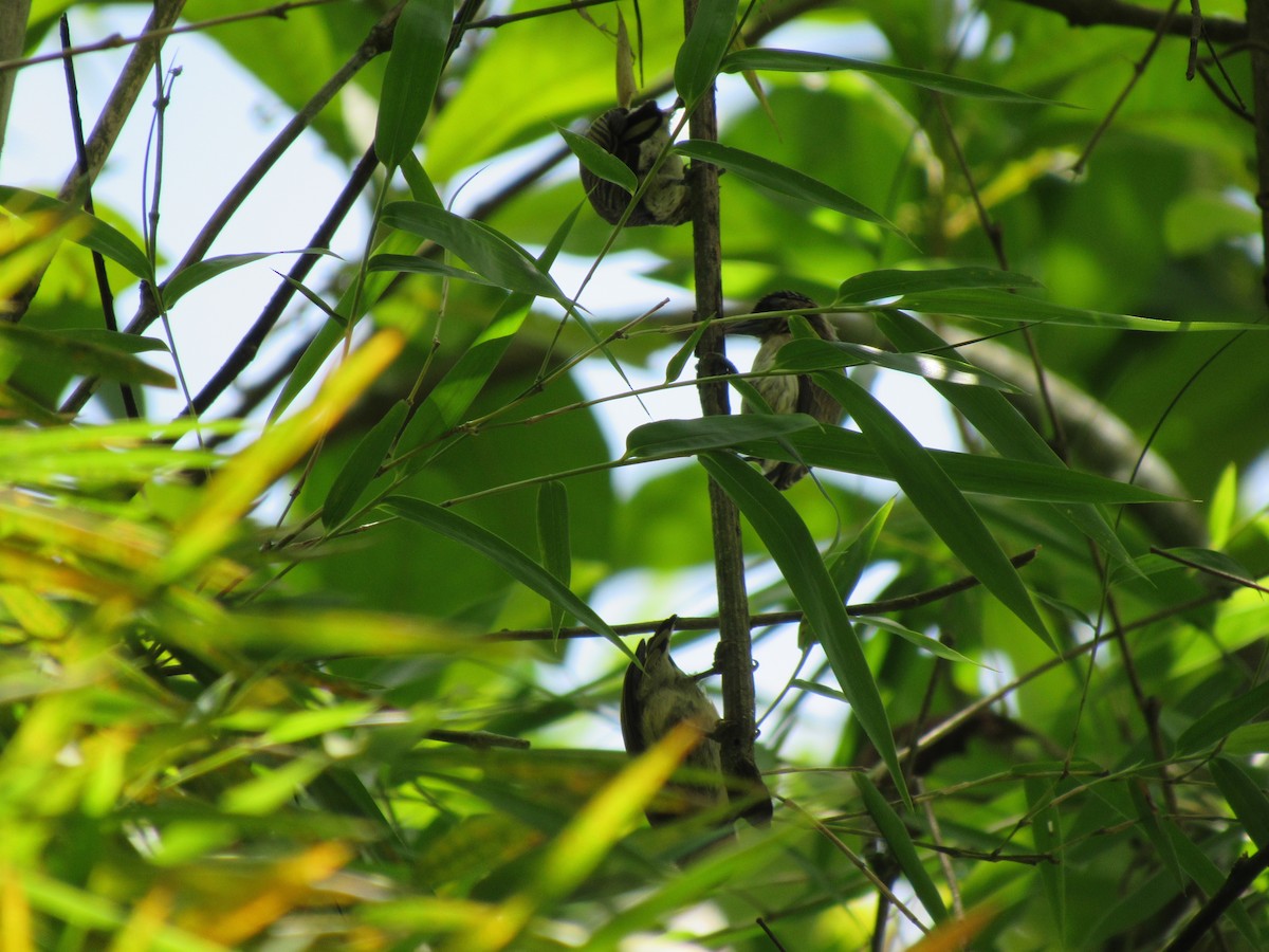 Grayish Piculet - ML433032671