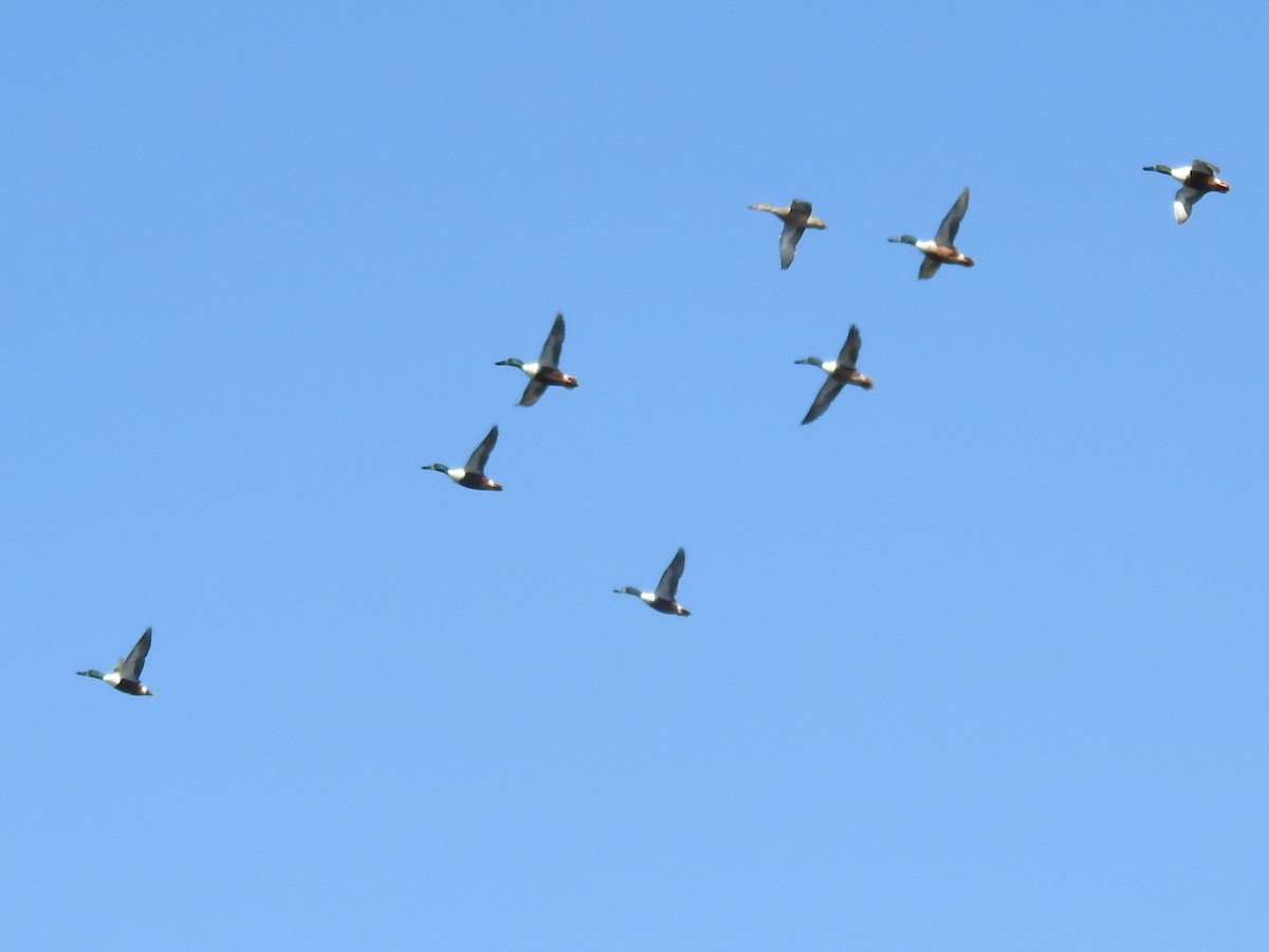 Northern Shoveler - ML433034821