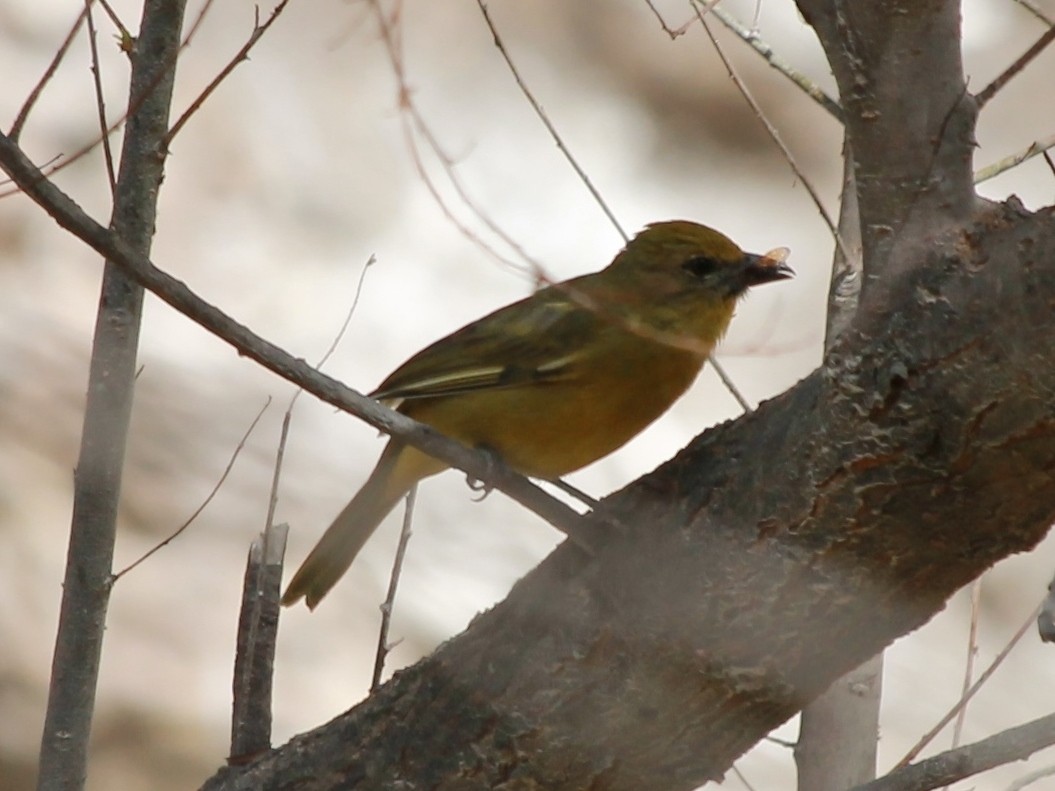 Piranga Bermeja (grupo lutea) - ML43303711