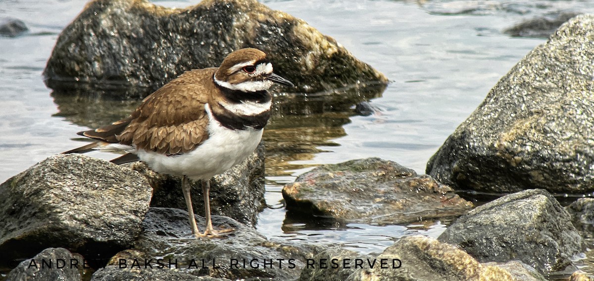 Killdeer - ML433037861