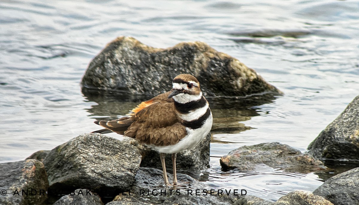 Killdeer - ML433037871