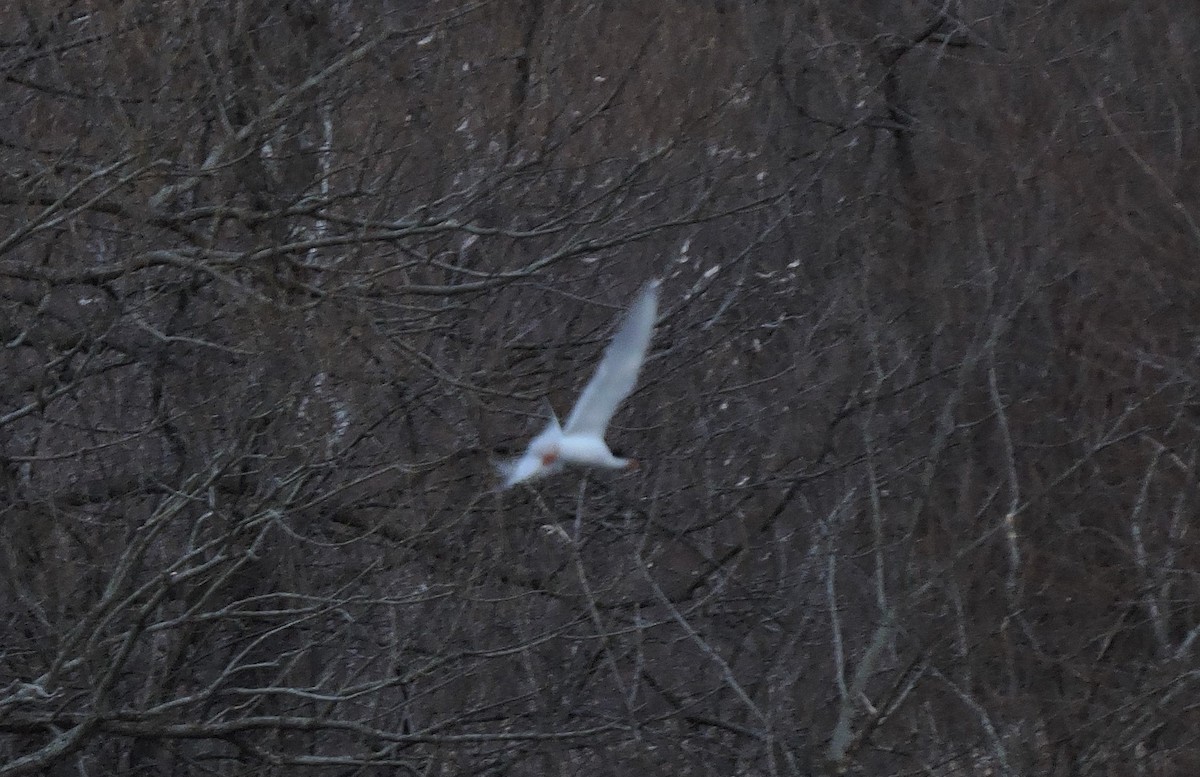 Forster's Tern - ML433038071