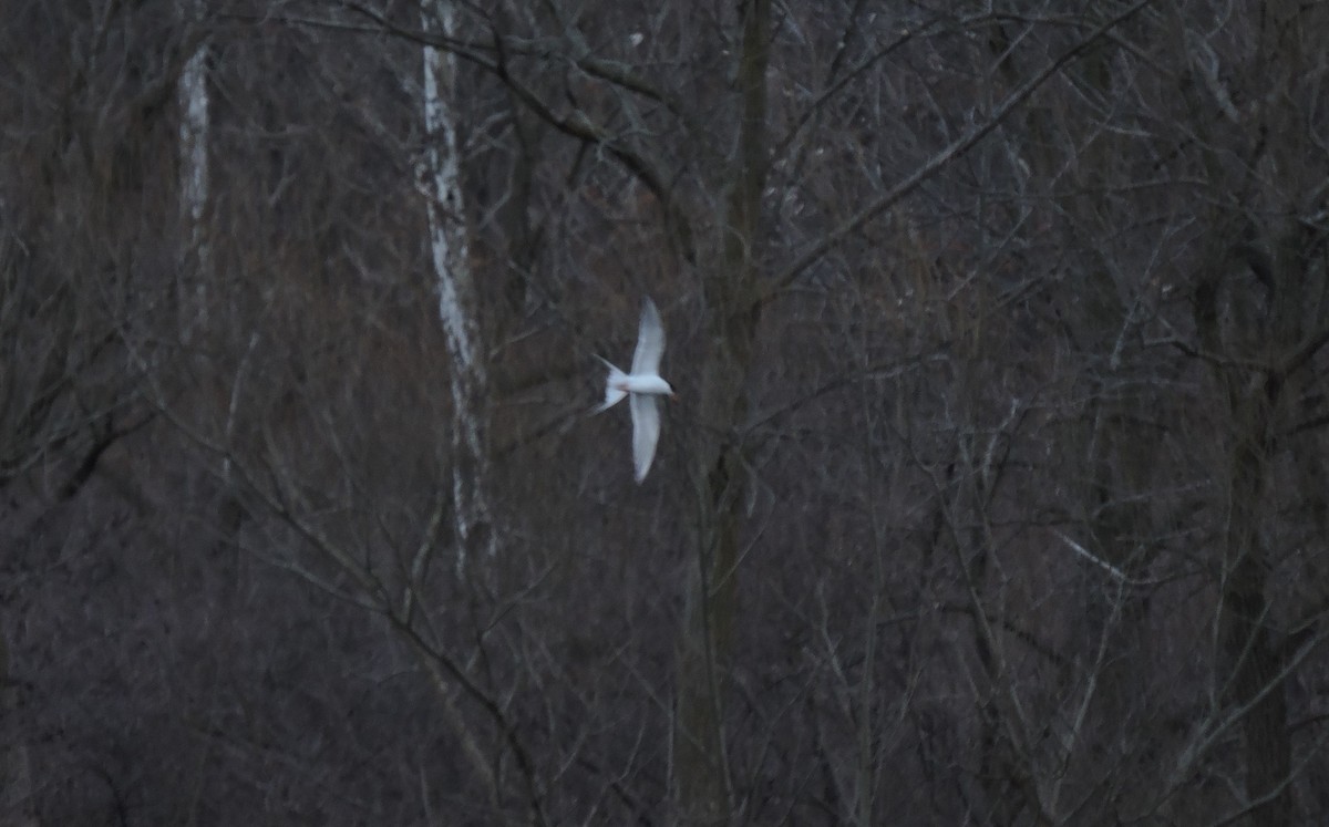 Forster's Tern - ML433038141