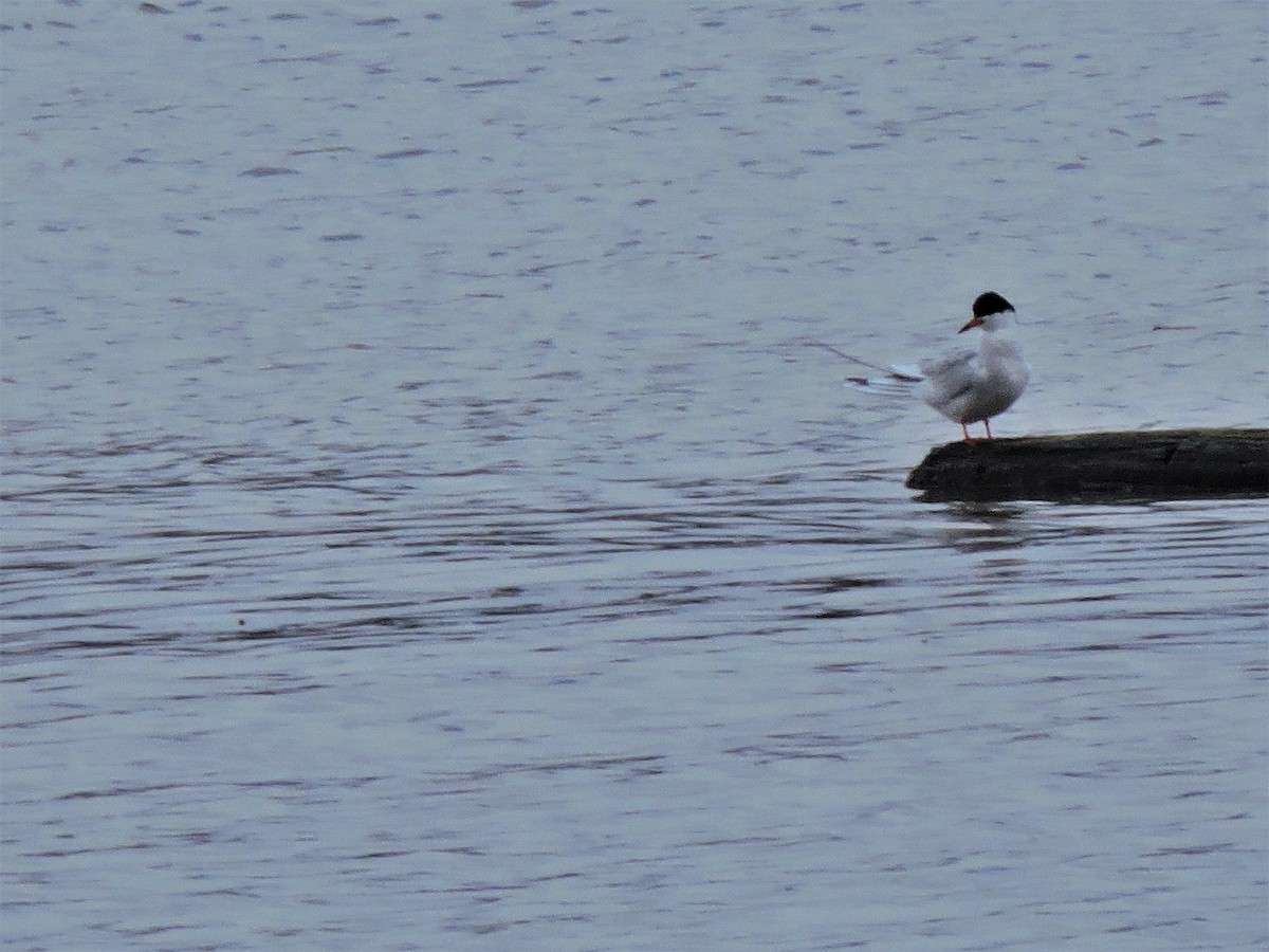 Forster's Tern - ML433038231