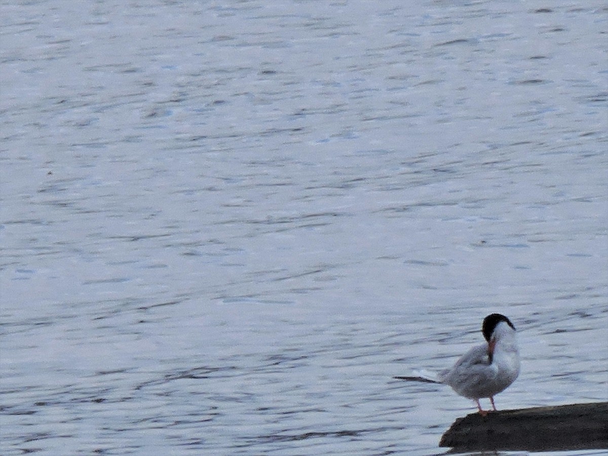 Forster's Tern - ML433038271