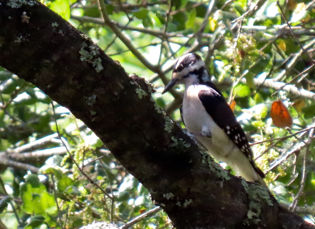 Hairy Woodpecker - ML433038581