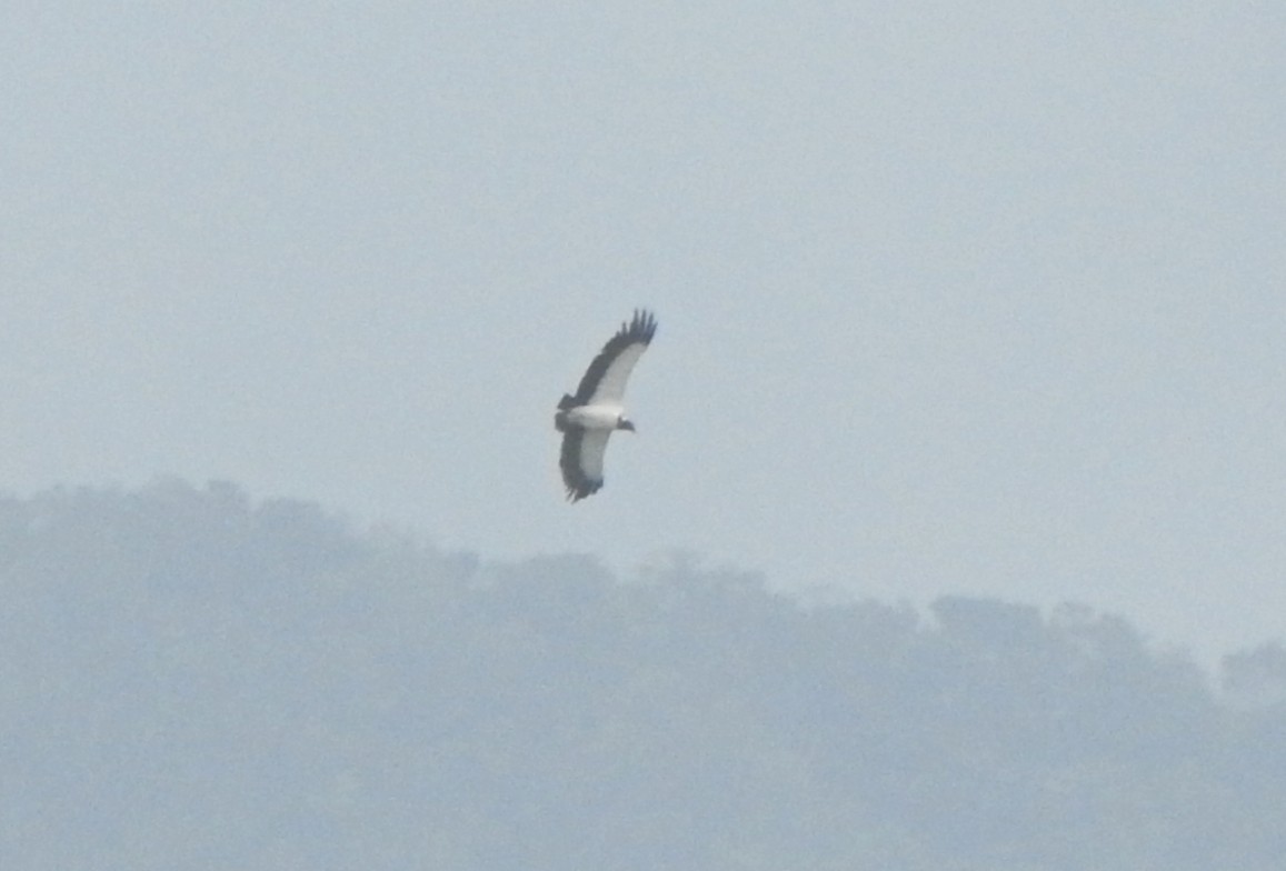 King Vulture - ML433038661