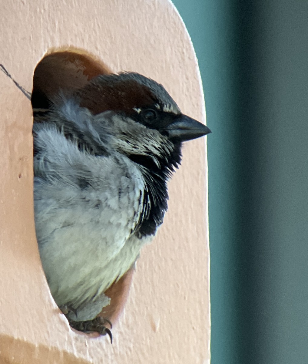 House Sparrow - ML433040001