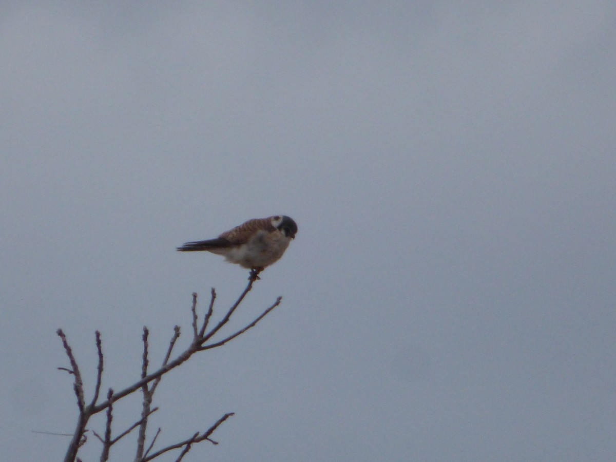 American Kestrel - ML433040041