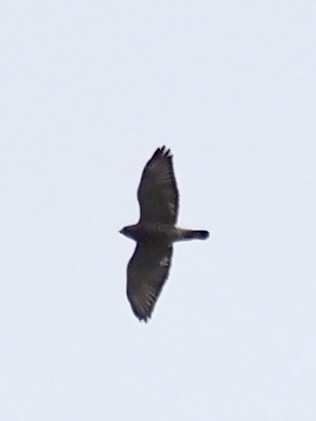 Broad-winged Hawk - ML433041621