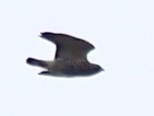 Broad-winged Hawk - ML433041681