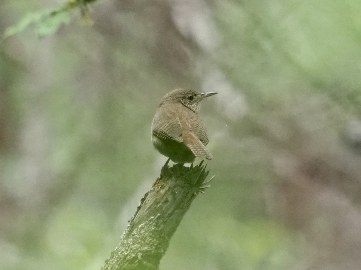 Northern House Wren - ML433042141