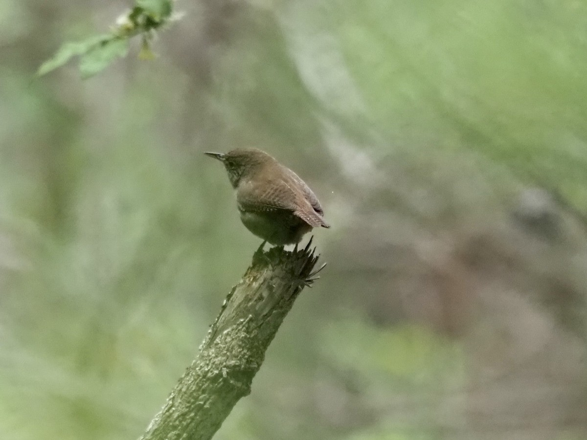 Northern House Wren - ML433042151