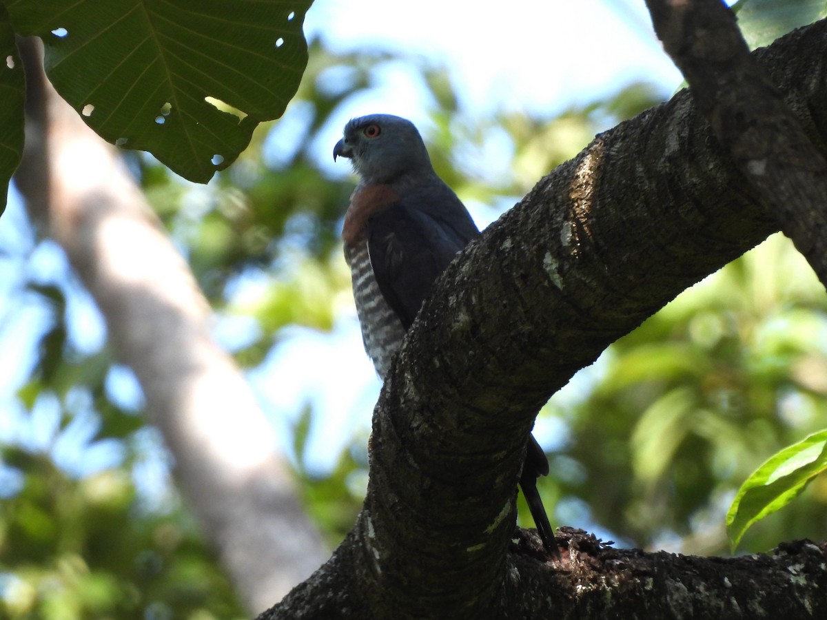 Double-toothed Kite - ML433044041