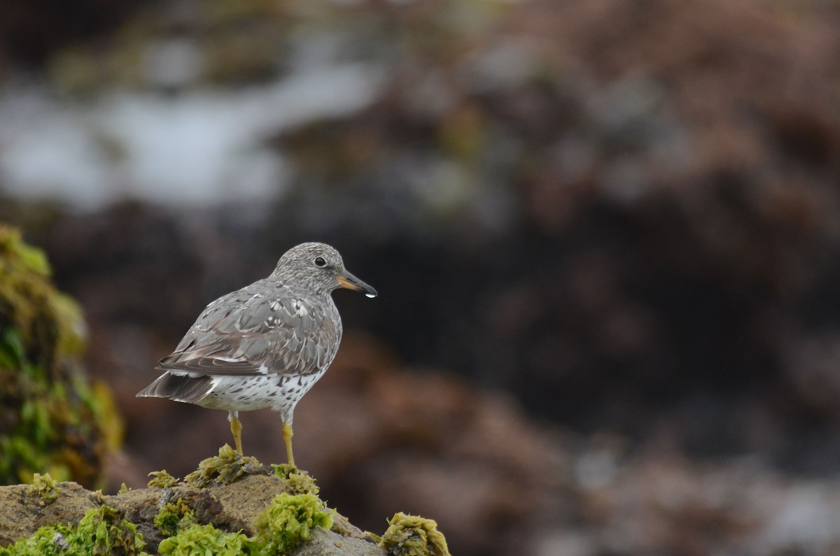 Surfbird - Aidan Place