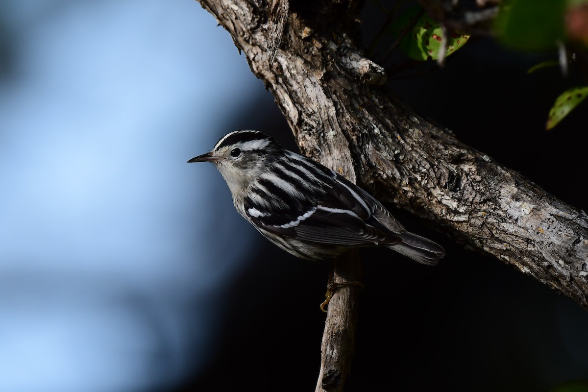 Black-and-white Warbler - ML433044961
