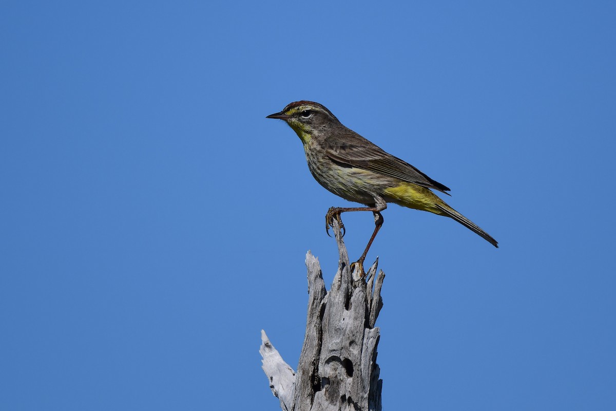 Palmenwaldsänger - ML433048391