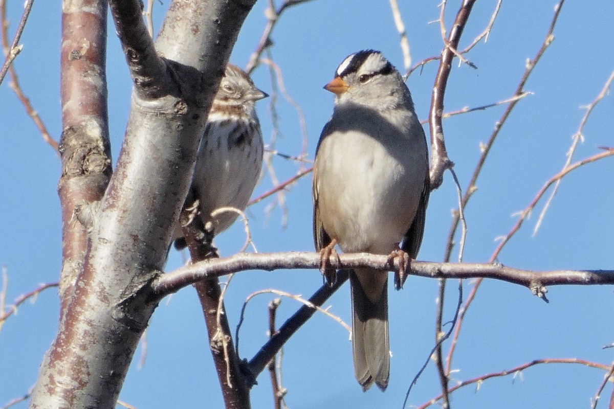 White-crowned Sparrow - Art Hudak