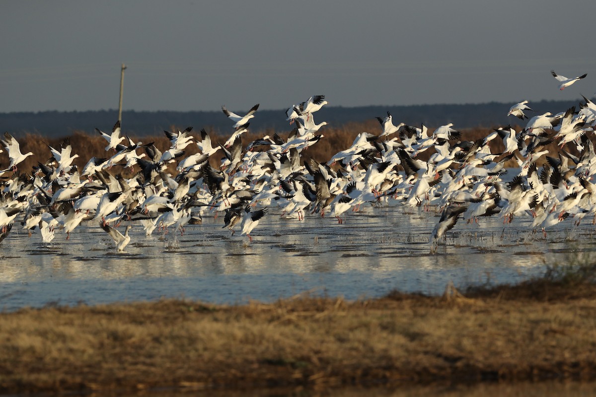 Ross's Goose - ML43304891