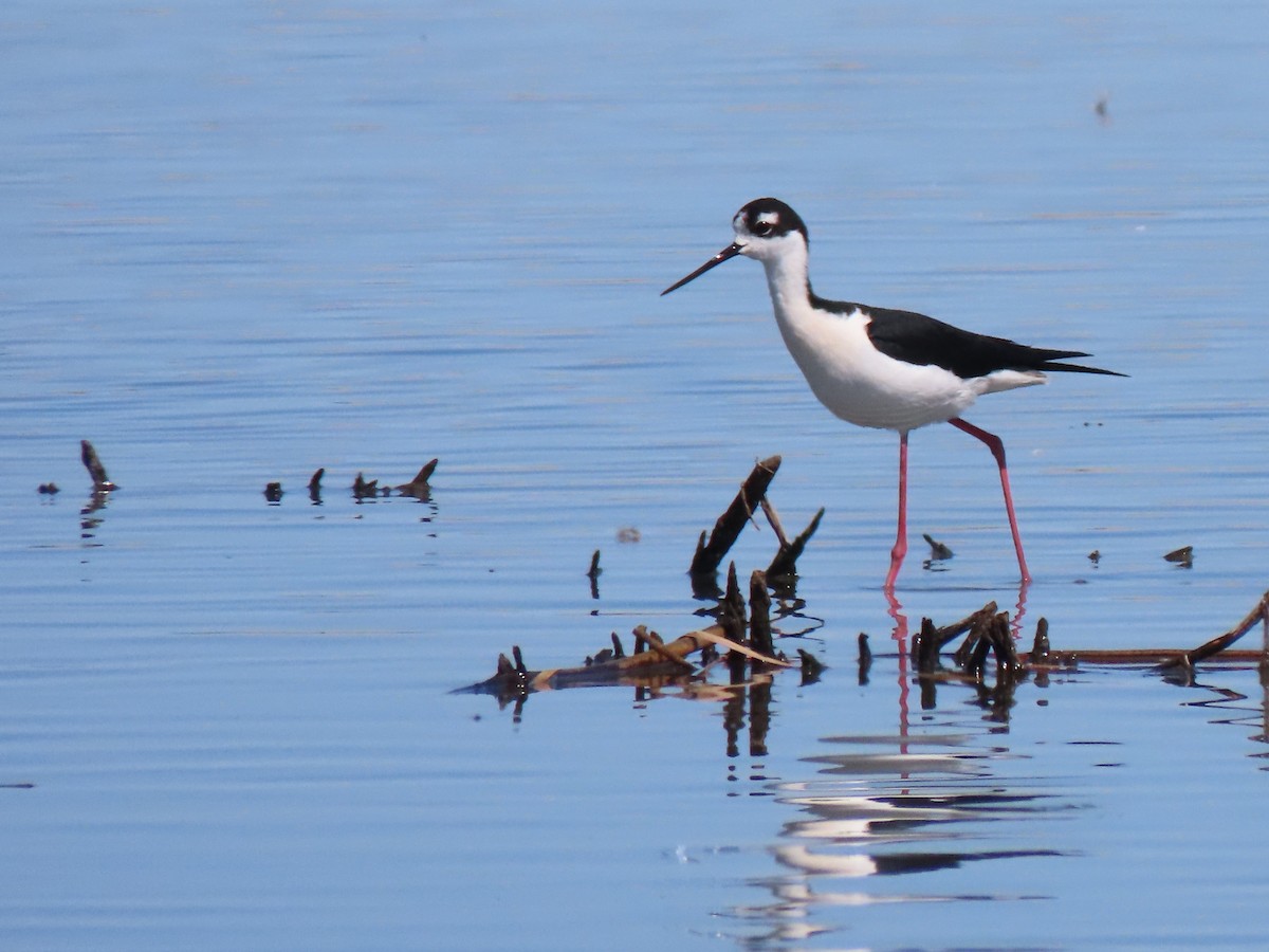 Black-necked Stilt (Black-necked) - ML433048931