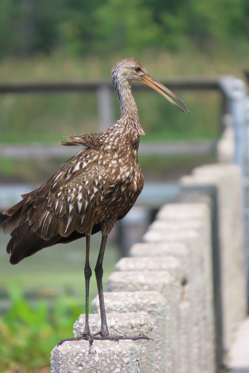 Limpkin - ML433049151