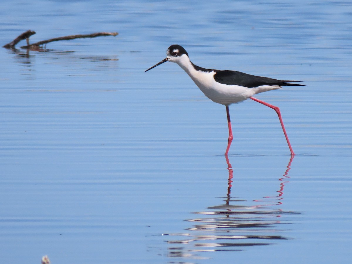 Black-necked Stilt (Black-necked) - ML433049211