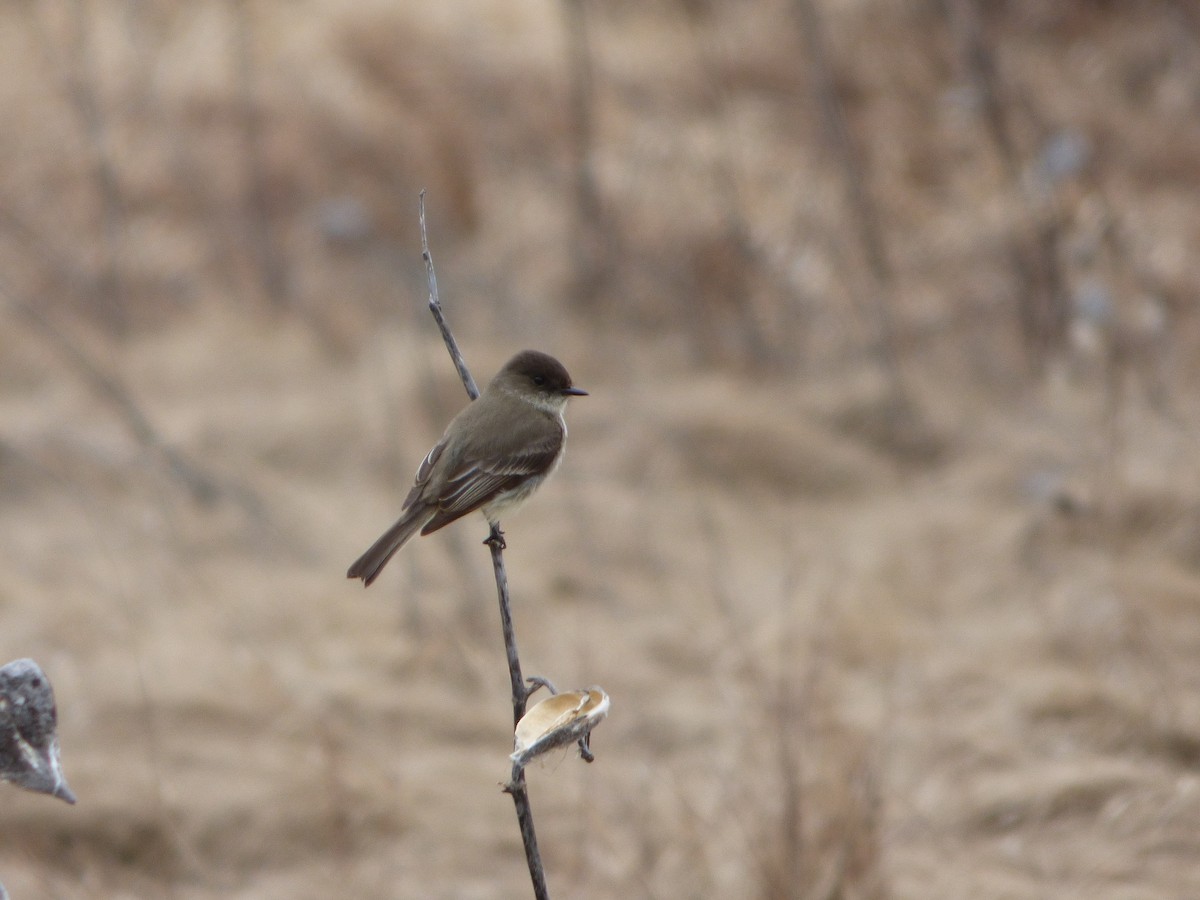 Eastern Phoebe - ML433049521