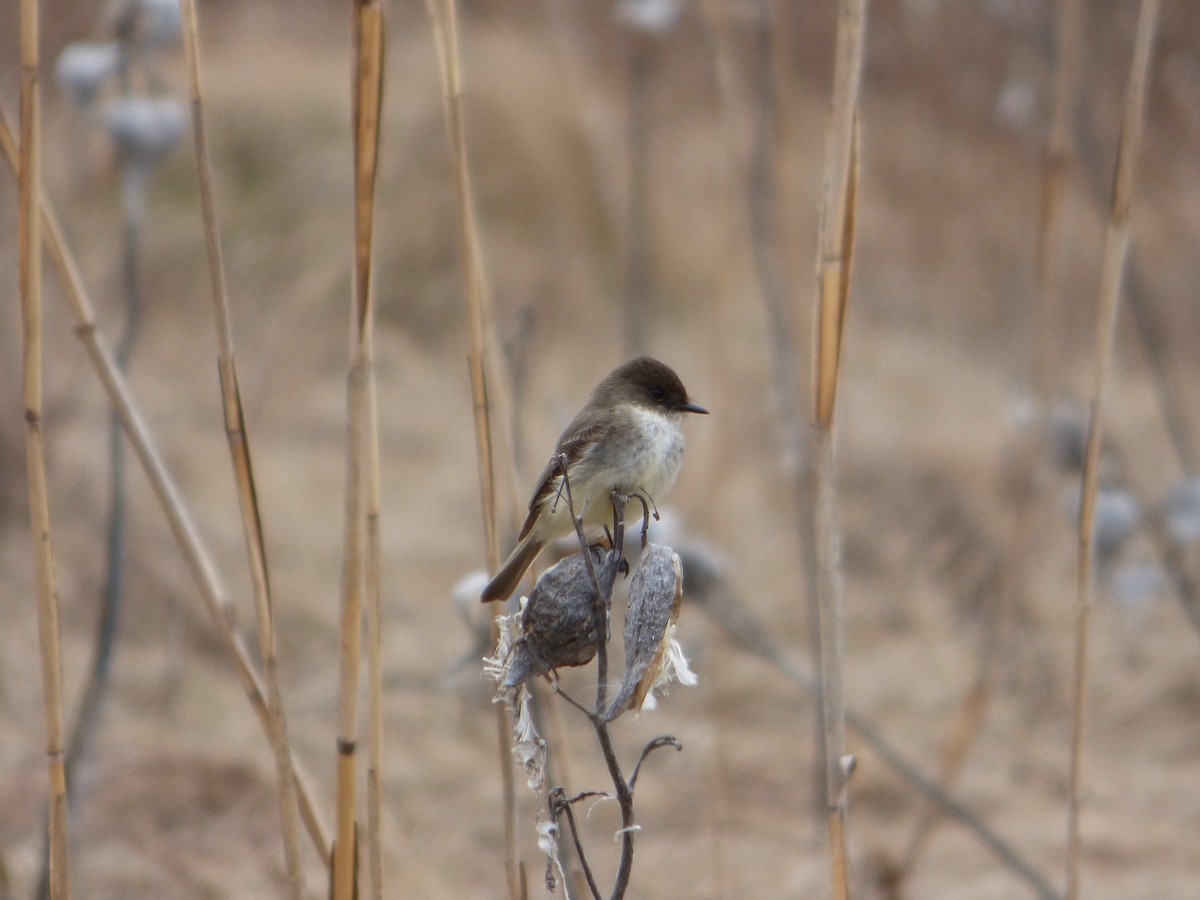 Eastern Phoebe - ML433049541