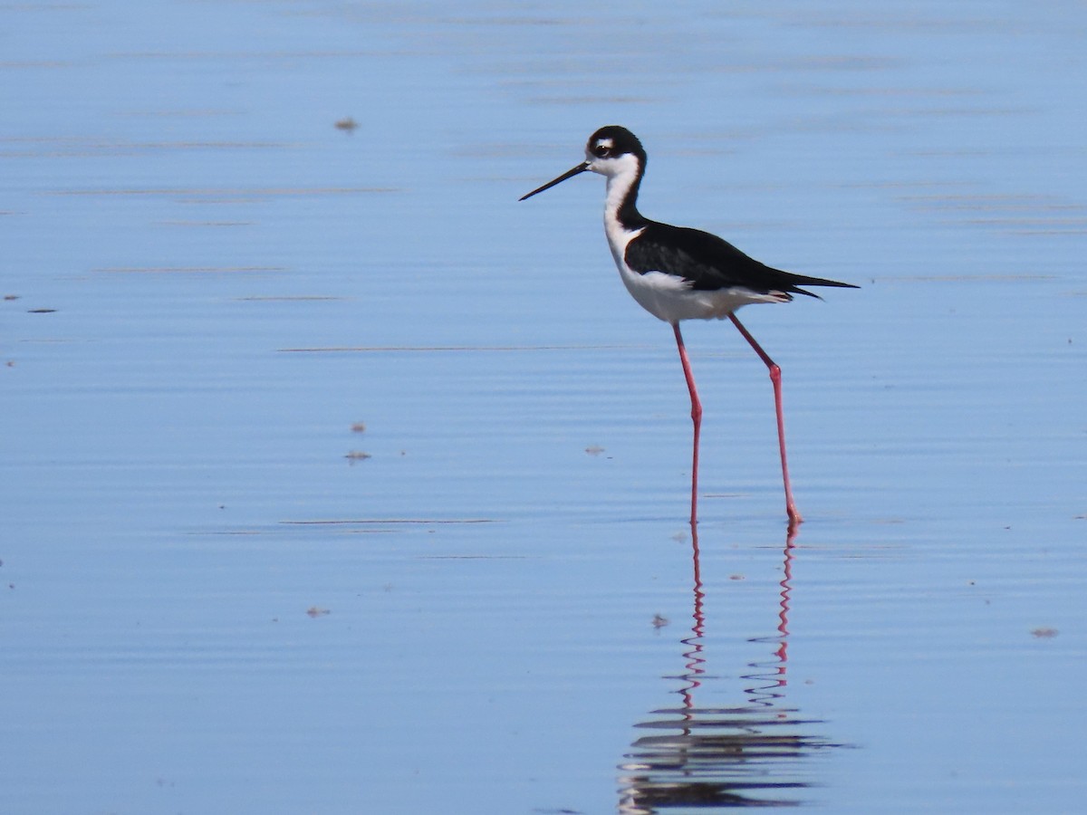 Black-necked Stilt (Black-necked) - ML433049591