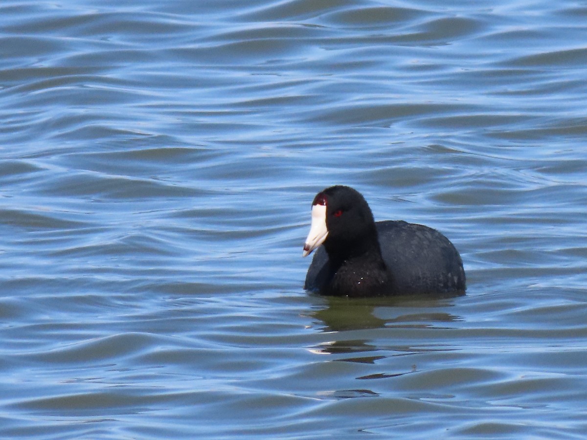 American Coot - ML433049741