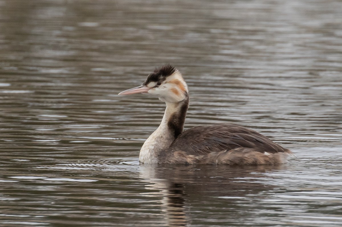 Great Crested Grebe - ML433050511