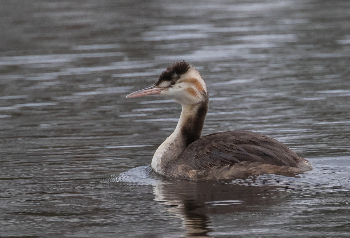 Great Crested Grebe - ML433050531