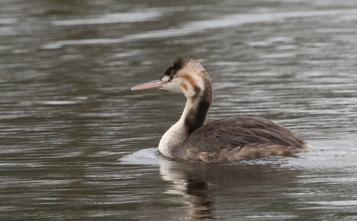 Great Crested Grebe - ML433050541